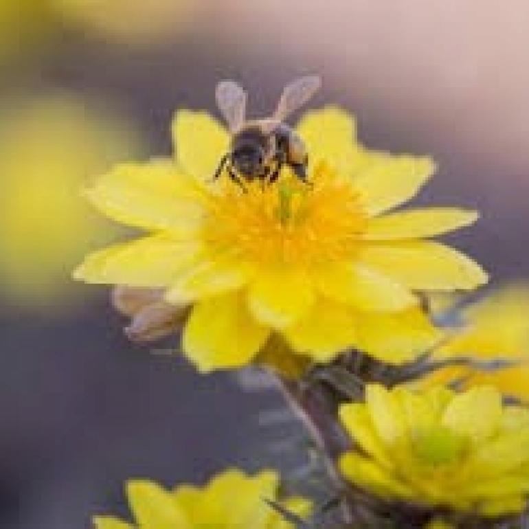 FESTEJO DEL DÍA DE LA PRIMAVERA